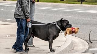 Hilarious Big Dogs and Their Secret Lives as Drama Queens 😂