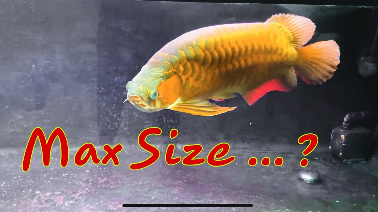 Chắc Max Size Rồi (~70Cm)