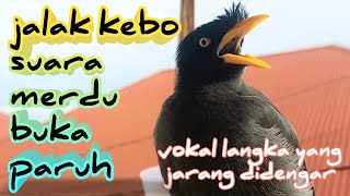 masteran jalak kebo vokal merdu buka paruh,suara langka yg jarang didengar para master