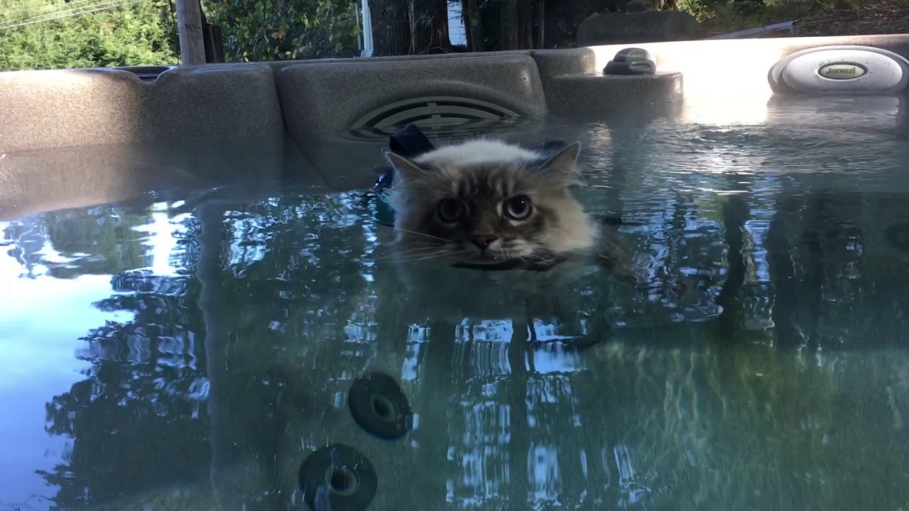 Lyra Cat Lounging in a Hot Tub YouTube
