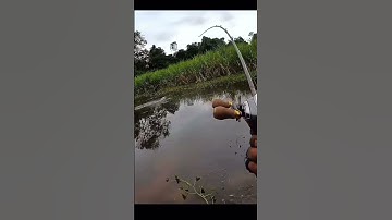 Câu cá lóc - Cá lóc bông độ hung tợn thì không bàn cãi đc #caucaloc #câulure #giaitribinhthuan