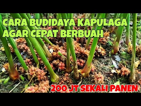 Video: Tips Menanam Kapulaga - Belajar Tentang Tanaman Rempah Kapulaga