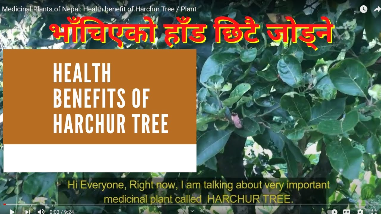 Medicinal Plants of Nepal Health benefit of Harchur Tree / Plant YouTube