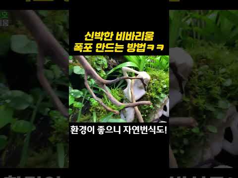 <strong>비바리움</strong> 고수의 폭포 제작법ㄷㄷ #<strong>비바리움</strong>