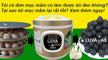 Cách làm tỏi đen bằng máy làm tỏi đen LUVA D2 (new) & tỏi cô đơn mọc mầm. How to make black garlic ?