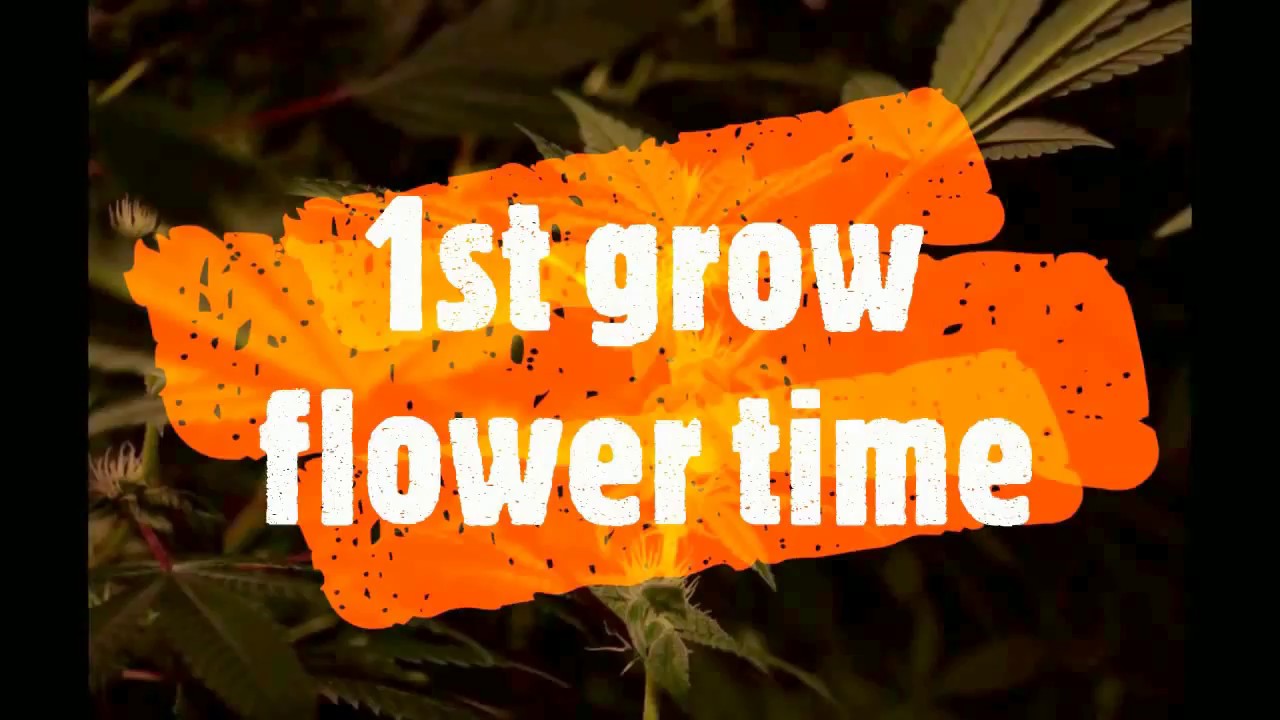 Growing Marijuana in a $100.00 4x4 Tent 600 Watt LED