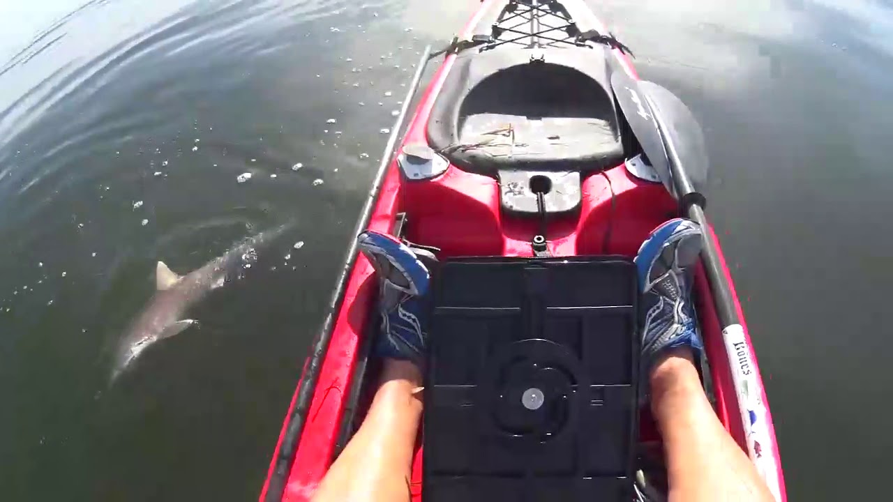 Onebaddj Florida Kayak shark fishing! YouTube