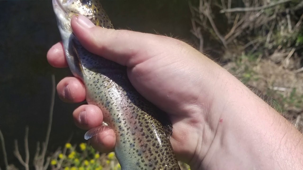 Fly Fishing The Pine River YouTube