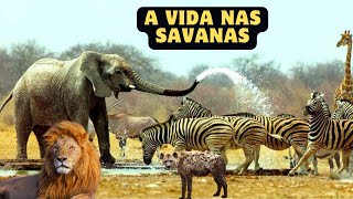 Vida Animal nas Savanas Africanas