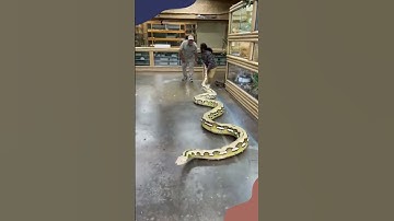 OMG  biggest snake in the world 😳 #SHORT #Shorts