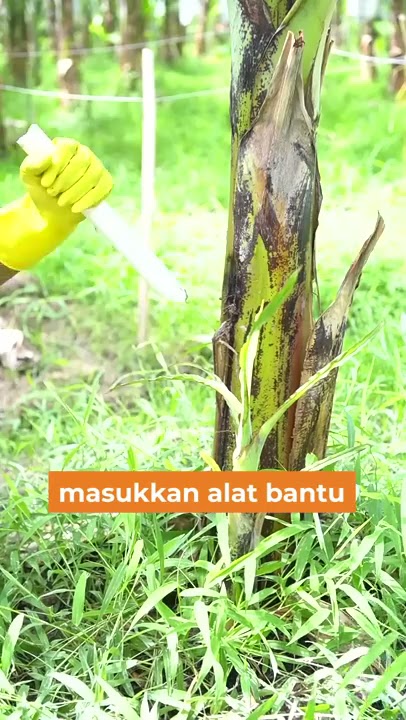 CARA TERBAIK mengatasi pohon pisang SAKIT FUSARIUM