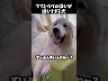 あきらかママとパパの優先度が違う愛犬　#グレートピレニーズ #大型犬 #愛犬 #かわいい犬 #greatpyrenees