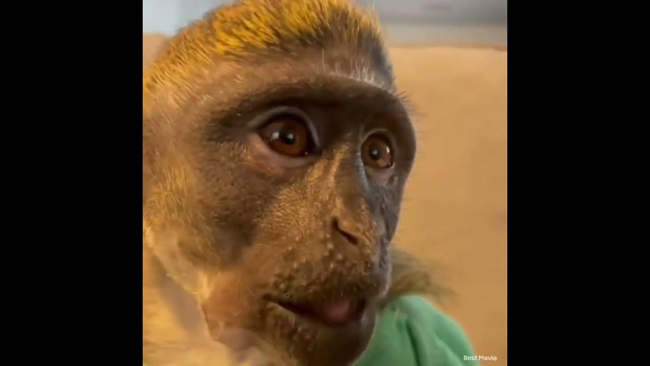 latest of MOJO the monkey YouTube