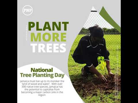 Video: Quando E Dove è Il National Planting Day