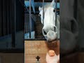 #лошади