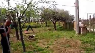 Staffordshire Bull Terrier Le Prime Prove Di Allenamento Di Ade