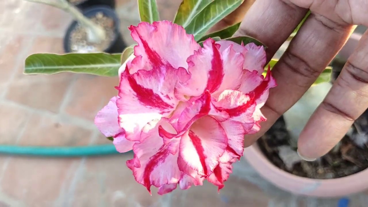 Adenium Types And Flowers Explained In Tamil Youtube