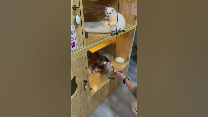 Watch the video about Funniest Cat 😸 cats meowing 🥰 # Ep 6508