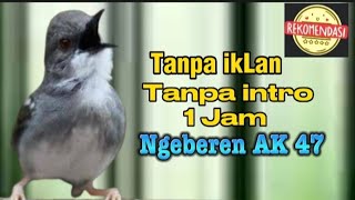 1 jam Masteran Ciblek Ngebren ak 47 suara jernih || Masteran ciblek ngebren rapat