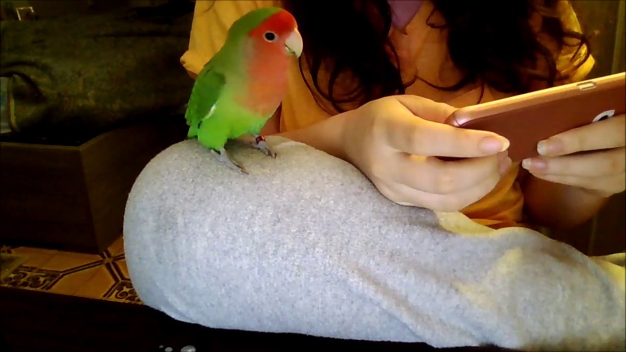 IL MIO COMBINA GUAI! INSEPARABILE ALLEVATO A MANO