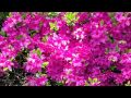 【リラックスジャズＢＧＭ】とある花の風景【relaxation music】