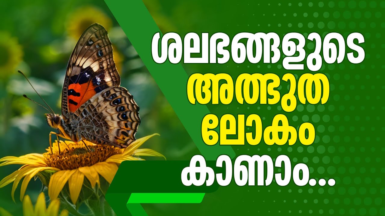 Butterflies of Kerala Name of Butterflies in Kerala YouTube