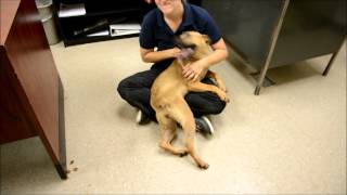 Meet Lilith A Terrier Staffordshire Bull Currently Available For Adoption At Petango 7142015