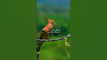 وتفقد الطير فقال ما لي لا أرى الهدهد أم كان من الغائبين النمل 20 لا اله الا الله محمد رسول الله 