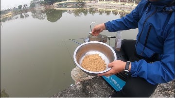 Câu cá diếc bằng mồi ngũ cốc | Cách trộn mồi câu cá diếc