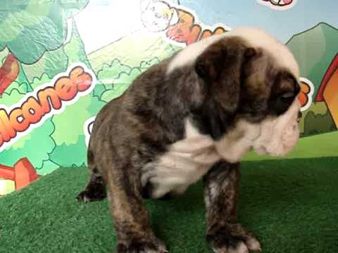 English bulldog For Sale - Florence - http://www.bullcanes.net - ceo@bullcanes.net puppy paradise