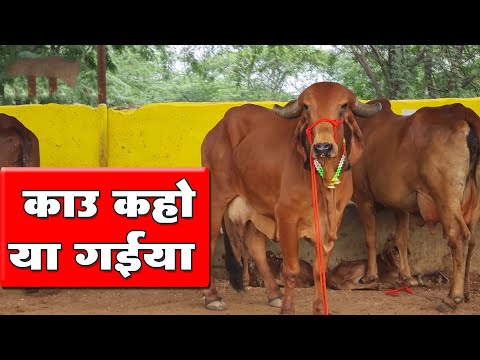 काऊ कहो या गईया | मेरी गईया | Cow Kaho Ya Gaiya | Meri Gaiya | Dr. Ashok Sinha