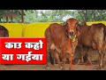         cow kaho ya gaiya  meri gaiya  dr ashok sinha