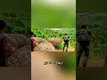 السحلية العملاقة تهاجم بلا رحمة في الغابة هل سينجو أحد
