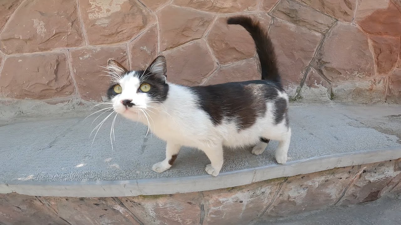 the-pregnant-tuxedo-cat-follows-me-and-asks-me-for-food-for-herself-and