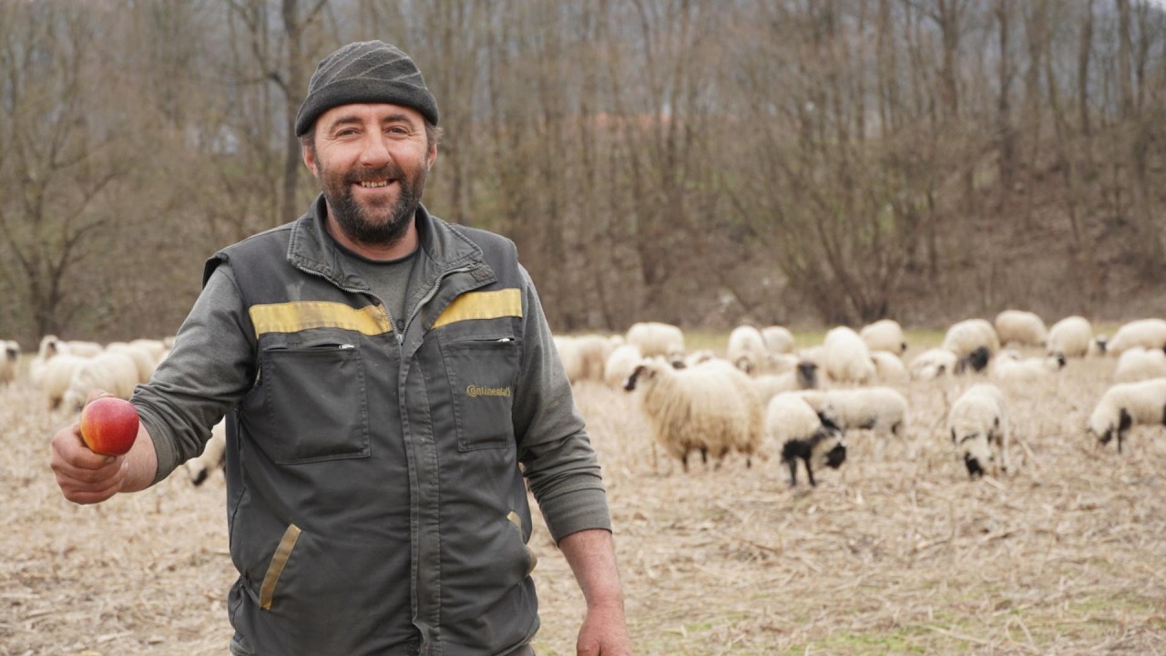 KAD OVO JANJE ZAKOLJEŠ NA RAŽANJ  POLA SELA MIRIŠE