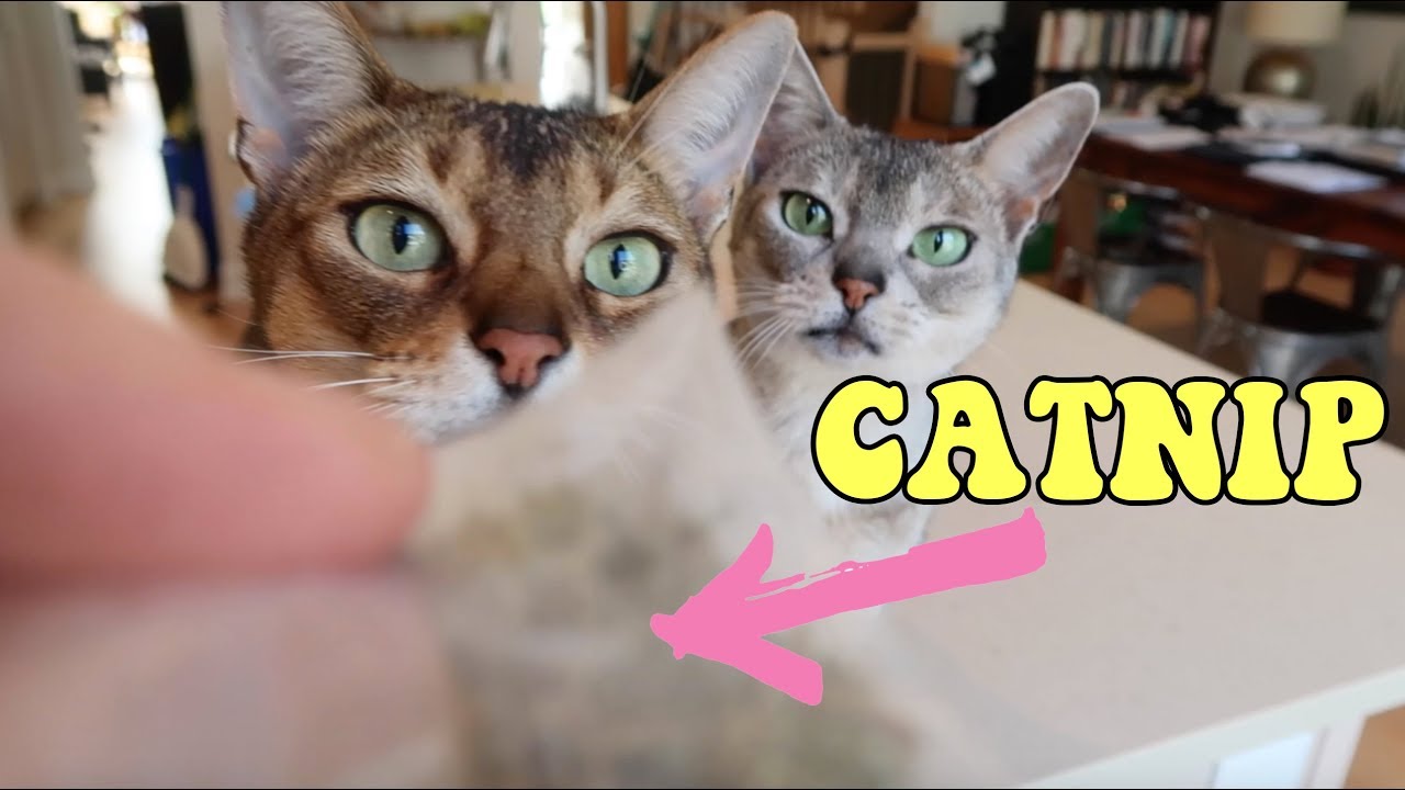 WHY DO CATS LIKE CATNIP Cleo The Abyssinian YouTube why-do-cats-like-catnip-cleo-the-abyssinian-youtube