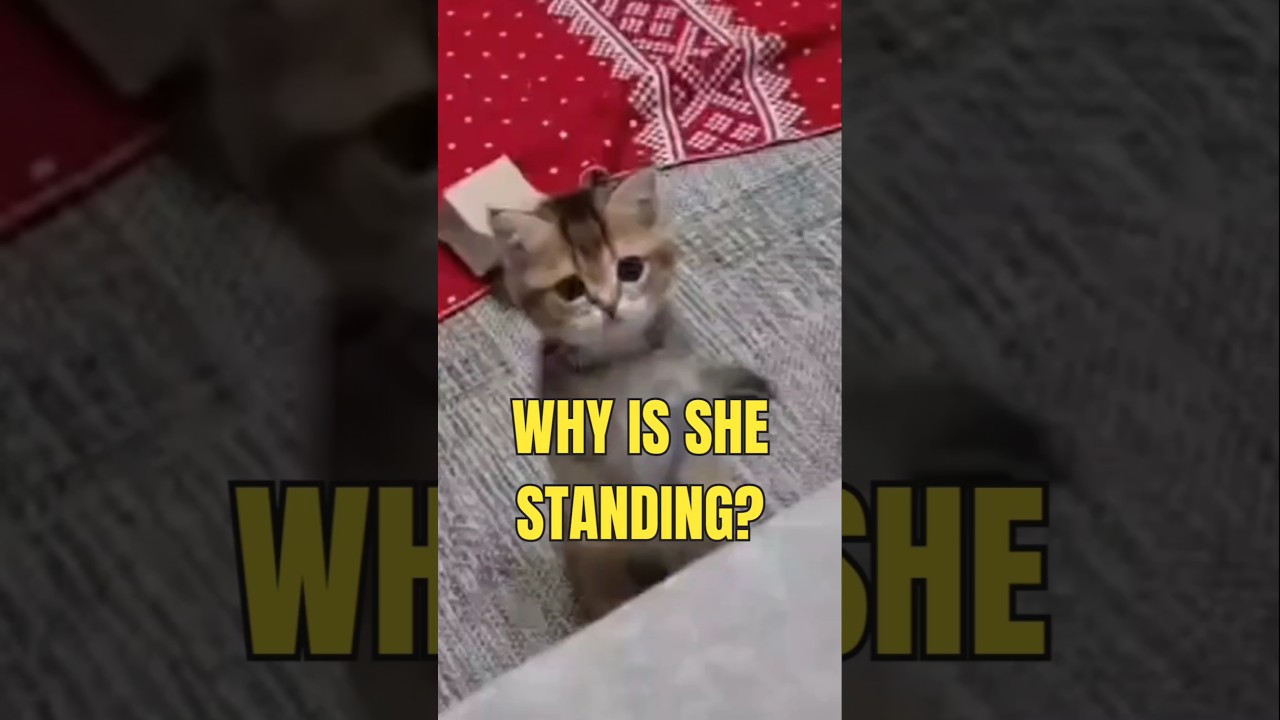 CUTE CAT SOLVES MYSTERY!