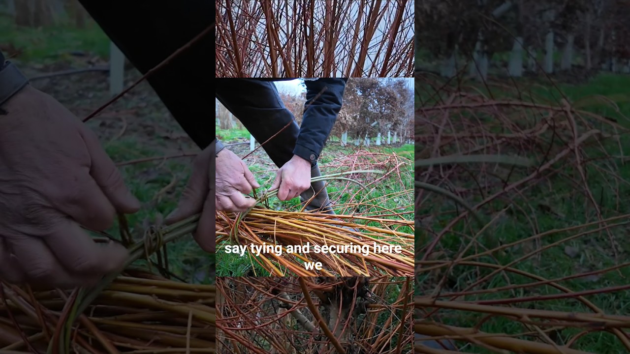 Связывание ивовых прутьев с ивовыми прутьями: традиционная природная техника для садовых поделок.