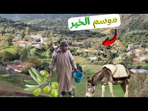أجواء جني الزيتون بين جمال الطبيعة وصوت المياه الجارية 