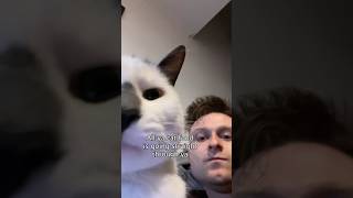 Thumbnail for had to put my cat down the other day. So I wrote a song about her. #cat #synth #song #shorts