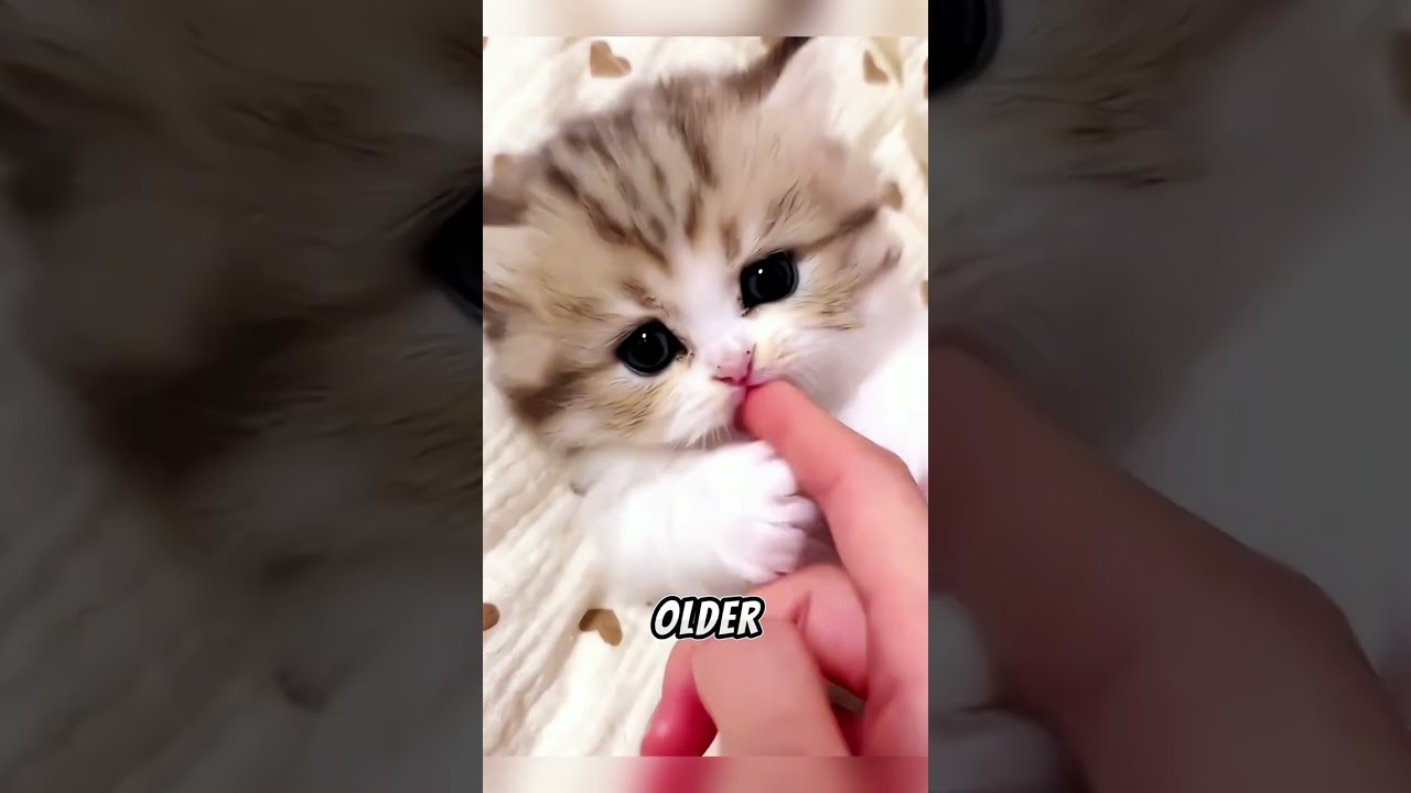 How to Calm a Hyper Kitten  🐾😫 