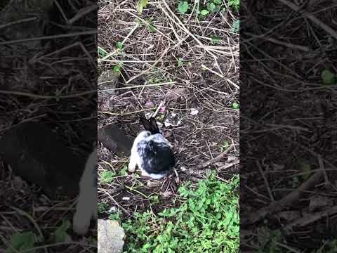 Espectacular Conejo Mellerud.. #viral #animales #shorts #animals #conejos