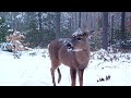 Winter Trail Cam Videos