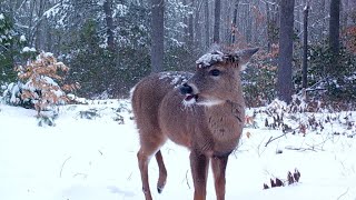 Winter Trail Cam Videos