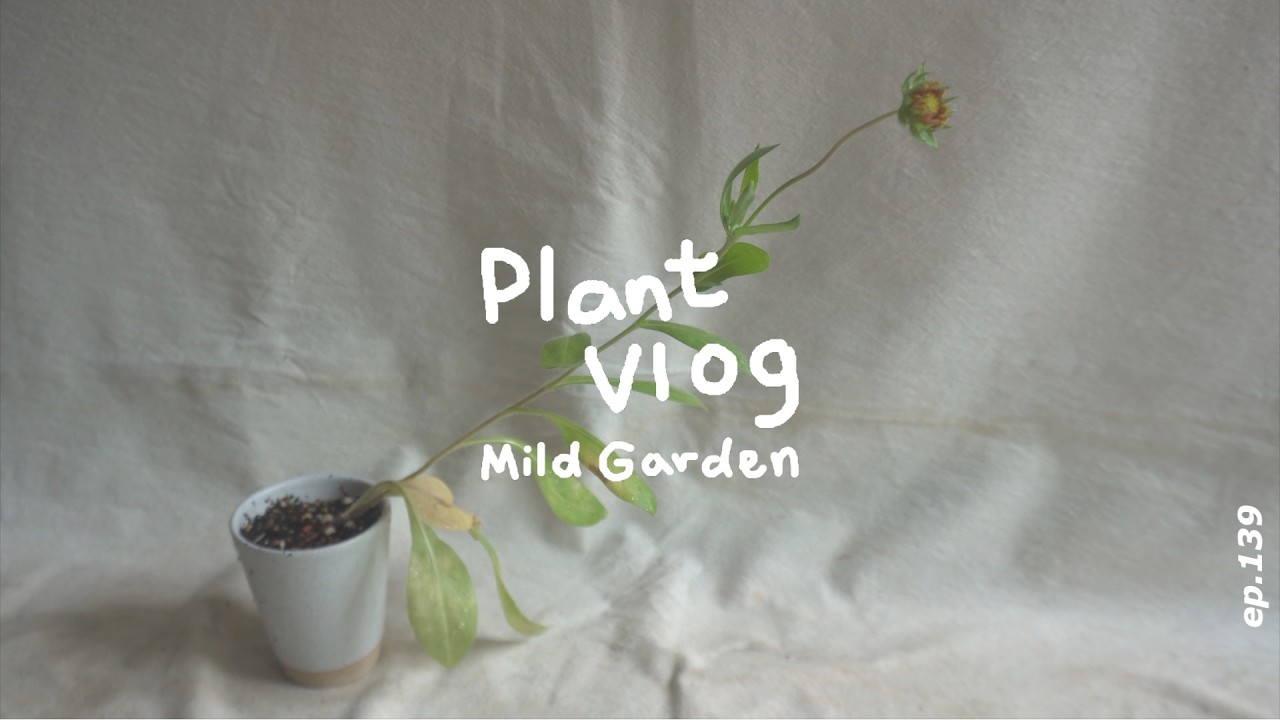 [Plant Vlog] 🍚 베란다 상추로 쌈밥 해먹고, 여름 퇴비 만들기 🥕 당근 꽃과 장미 씨앗을 발견한 6월 베란다 정원 ep139