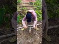 Easy Fencing with Bamboo Using Manual Digger Tool#shortsfeed #shorts