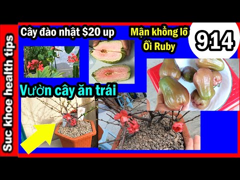 Video: Trái Mận Anh Đào Ruby - Trồng Mận Anh Đào Ruby Tại Nhà