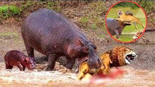 Hippo Encounters You Should Not Watch !