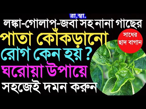 ভিডিও: চেরি পাতার দাগের চিকিত্সা - চেরি পাতায় দাগের কারণ কী