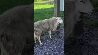 Sheep Core#sheep #animals #funnyanimals